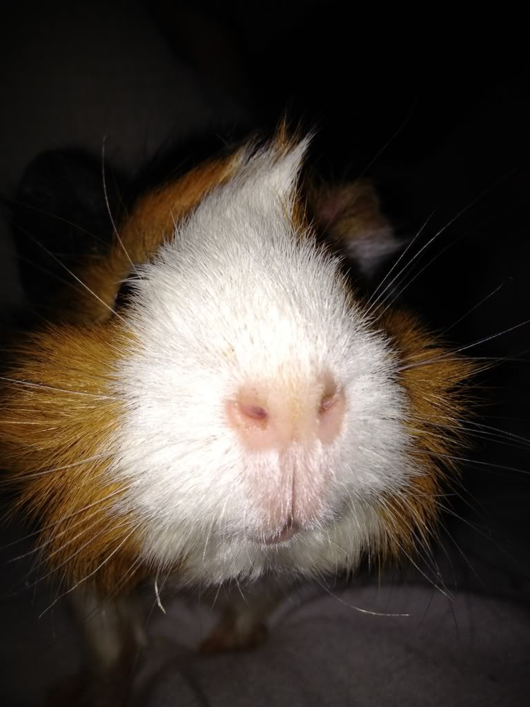 daisy.jpg