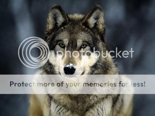 Wolf Logo Pictures, Images and Photos