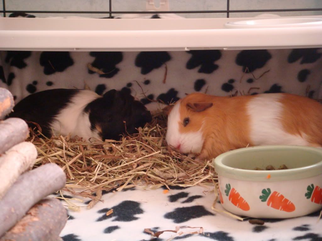 bestbuds24911.jpg